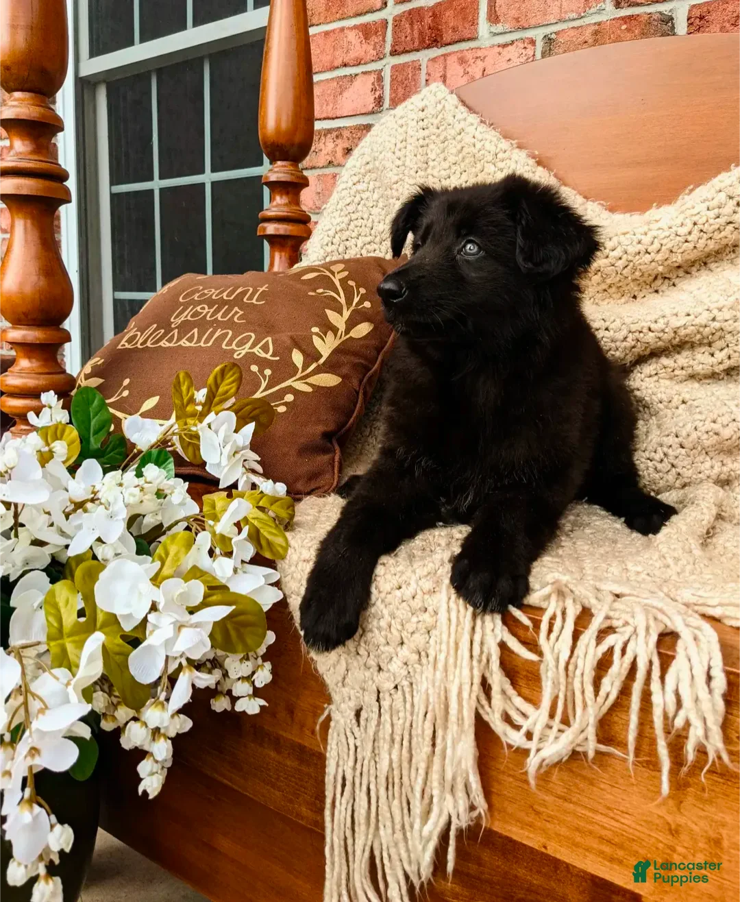 German Shepherd dogs for sale: Batman  - Ad 2