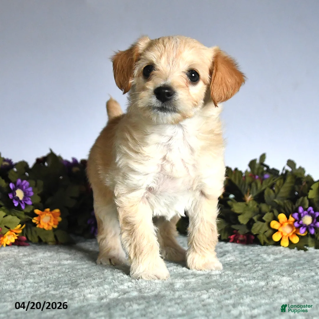 Mixed Breed dogs for sale: Olivia - Ad 3