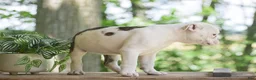 Olde English Bulldogge dogs for sale: Apple - Ad 3