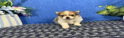 Pomeranian dogs for sale: Pomeranian 2 - Ad 3