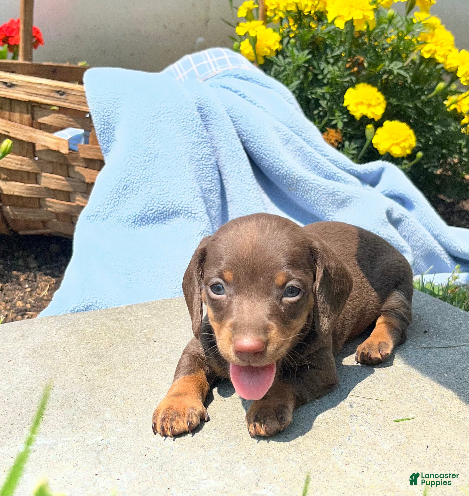 Dachshund dogs Penny❤️Chocolate ACA Beauty🐾Text or Call Today - Ad 2