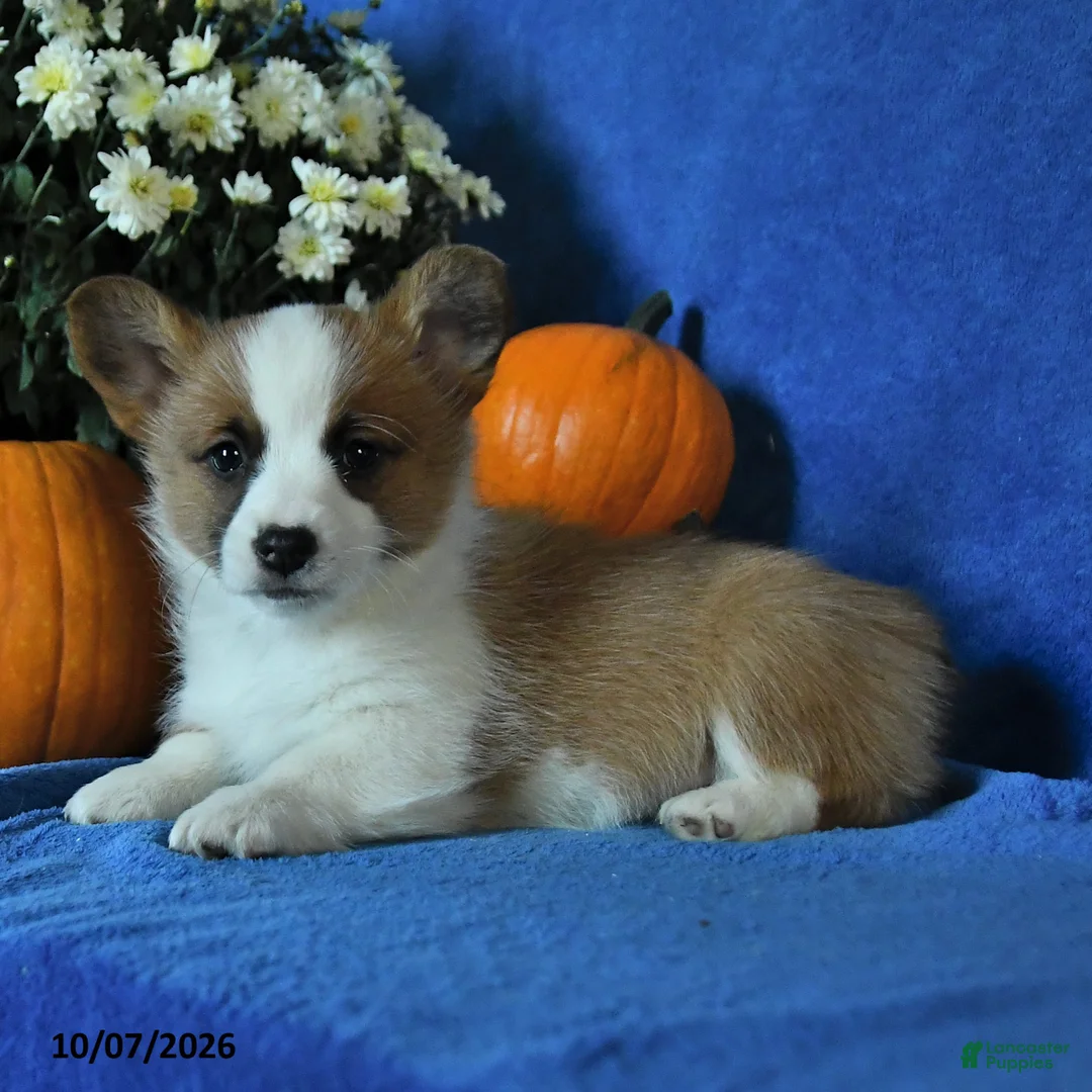 Welsh Corgi Pembroke dogs for sale: Katie - Ad 2