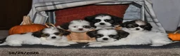 Shih Tzu dogs for sale: Zoey - Ad 3