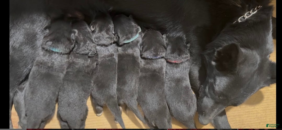 German Shepherd dogs for sale: Sussie B - Ad 12