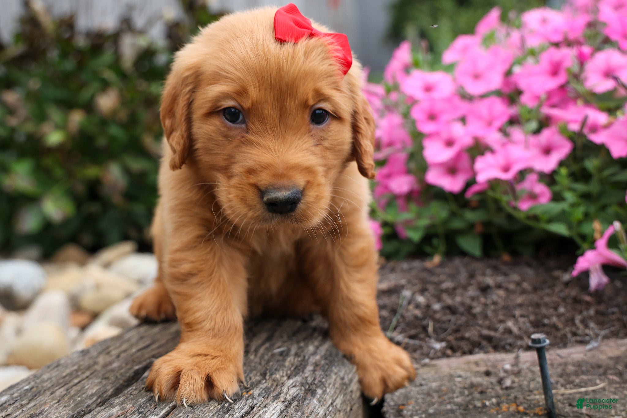 Golden Retriever dogs for sale: Quinton💙 - Ad 1