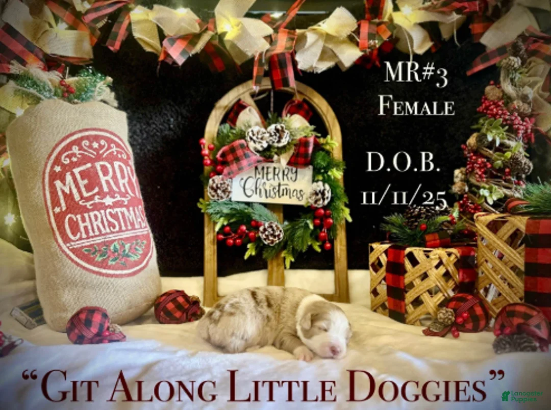 Australian Shepherd dogs for sale: MR#3 - Ad 5