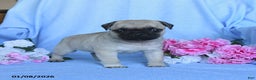 Pug dogs for sale: Thomas - Ad 5