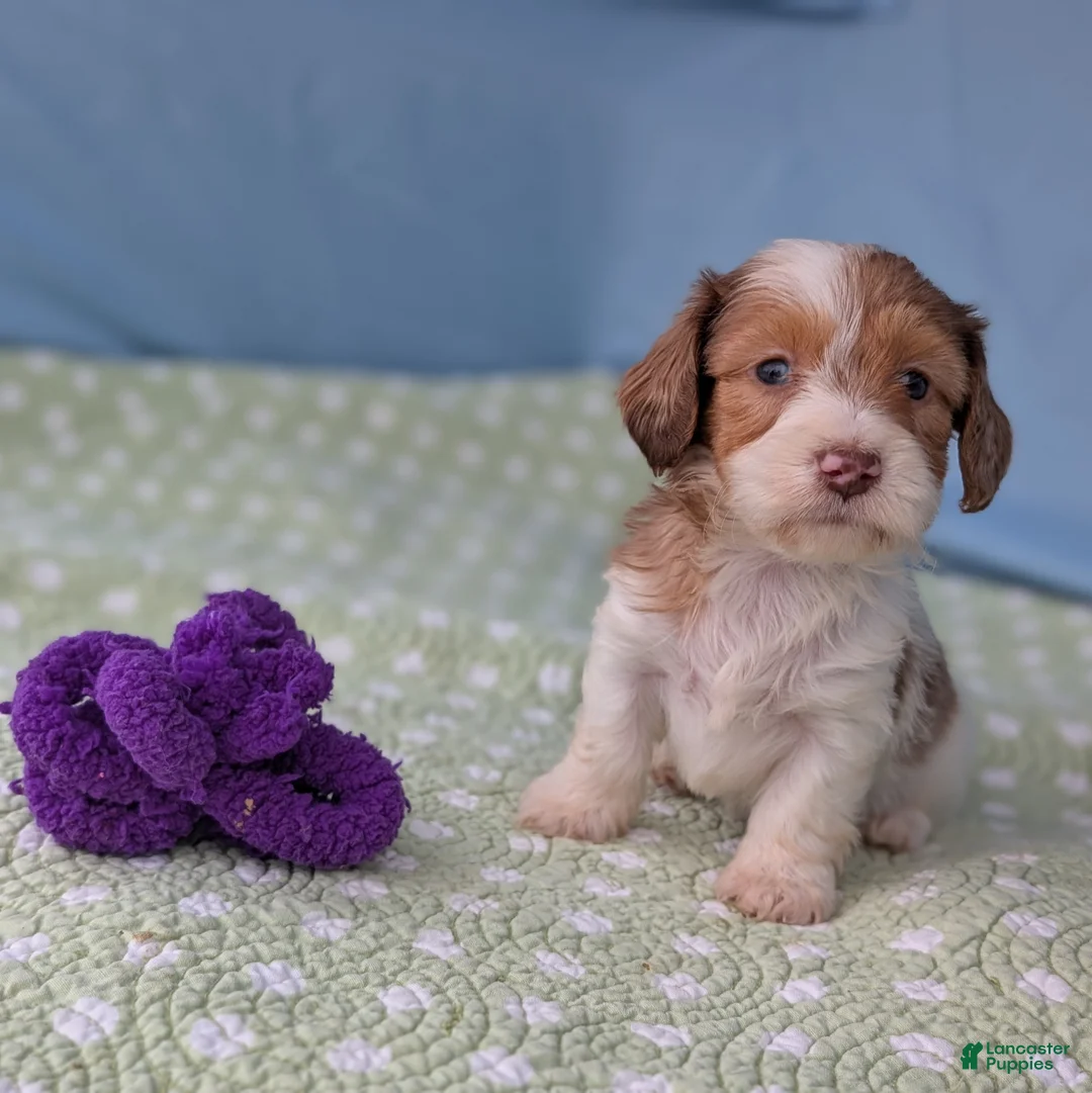 Miniature Dachshund dogs for sale: Rose - Ad 5