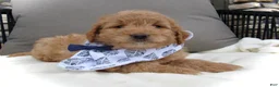 Mini Goldendoodle dogs for sale: Dustin - Ad 6