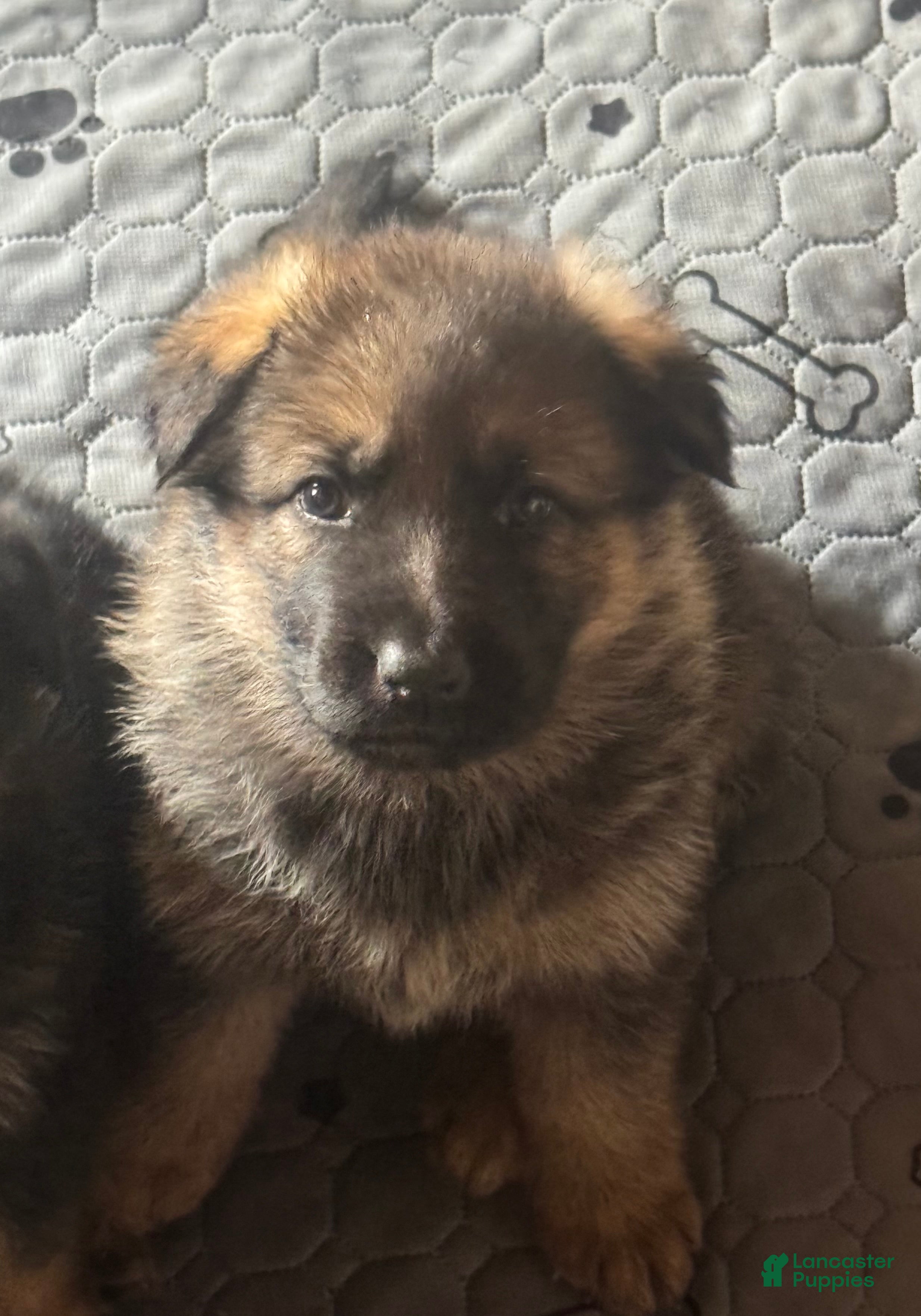 German Shepherd dogs German Shepherd Puppy 1 - Ad 31