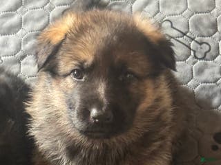 German Shepherd dogs German Shepherd Puppy 1 - Ad 24