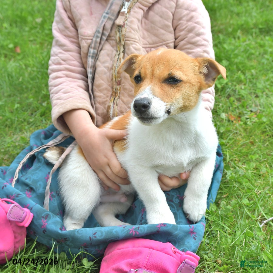 Jack Russell Terrier dogs Mocha - Ad 1