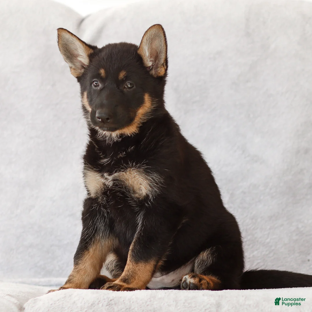 German Shepherd dogs for sale: Tanya the German Shepherd Puppy - Ad 2