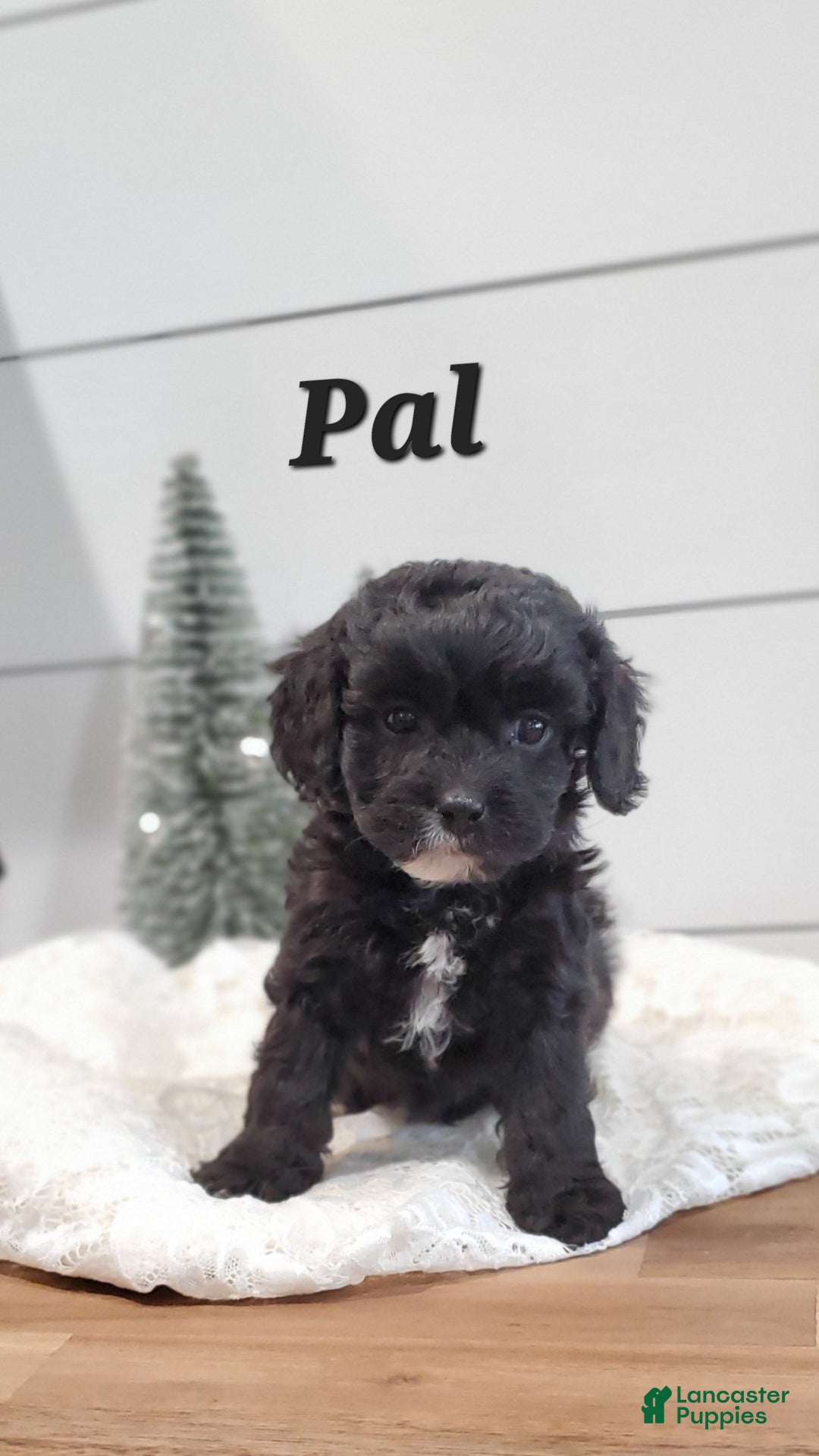Cavapoo dogs for sale: Pal - Ad 2