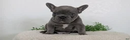 French Bulldog dogs for sale: Nash - Ad 2