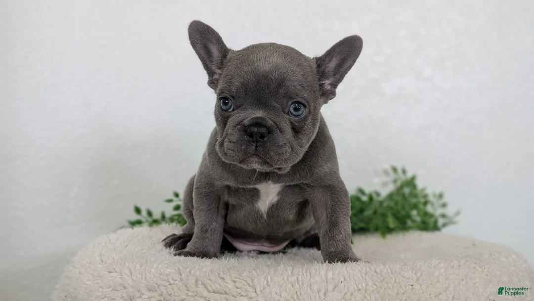 French Bulldog dogs for sale: Nash - Ad 2