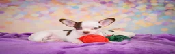 Chihuahua dogs for sale: Gus - Ad 6