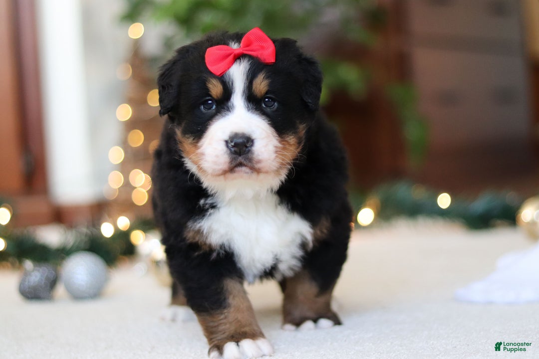 Bernese Mountain Dog dogs for sale: Princess Star - Ad 3