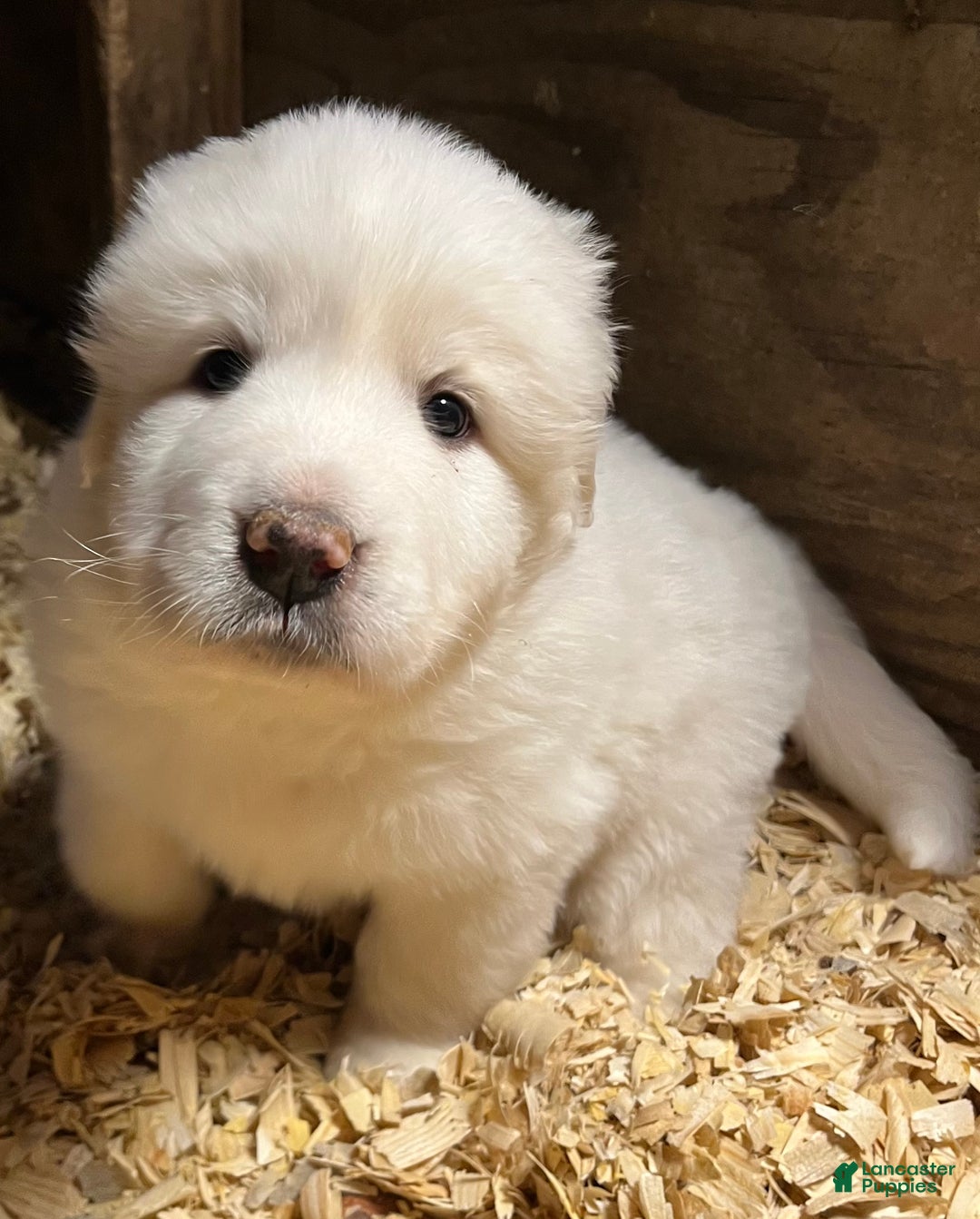 Great Pyrenees dogs for sale: Great Pyrenees Puppy 1 - Ad 2