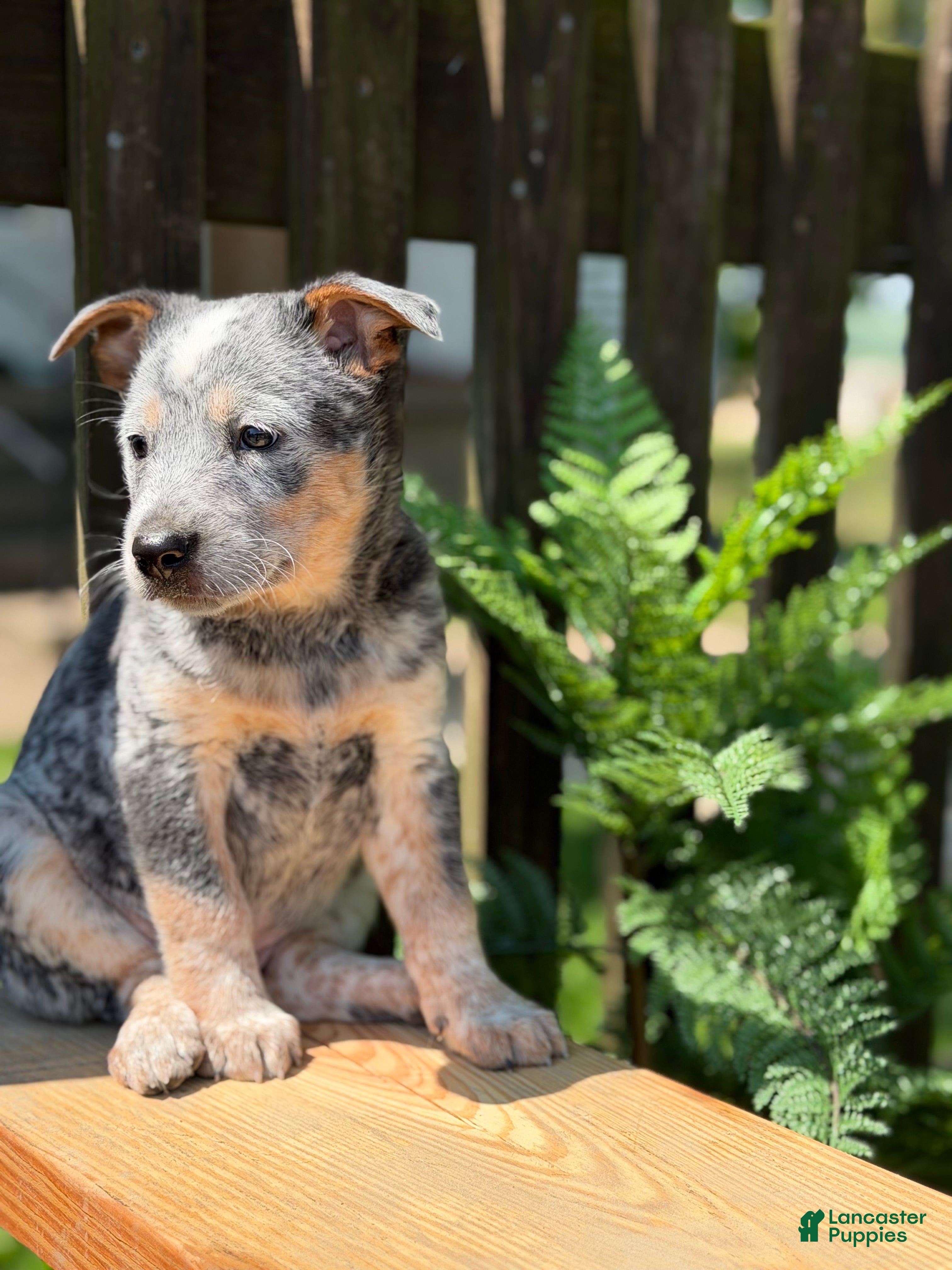 Australian Cattle Dog dogs Duke - Ad 2