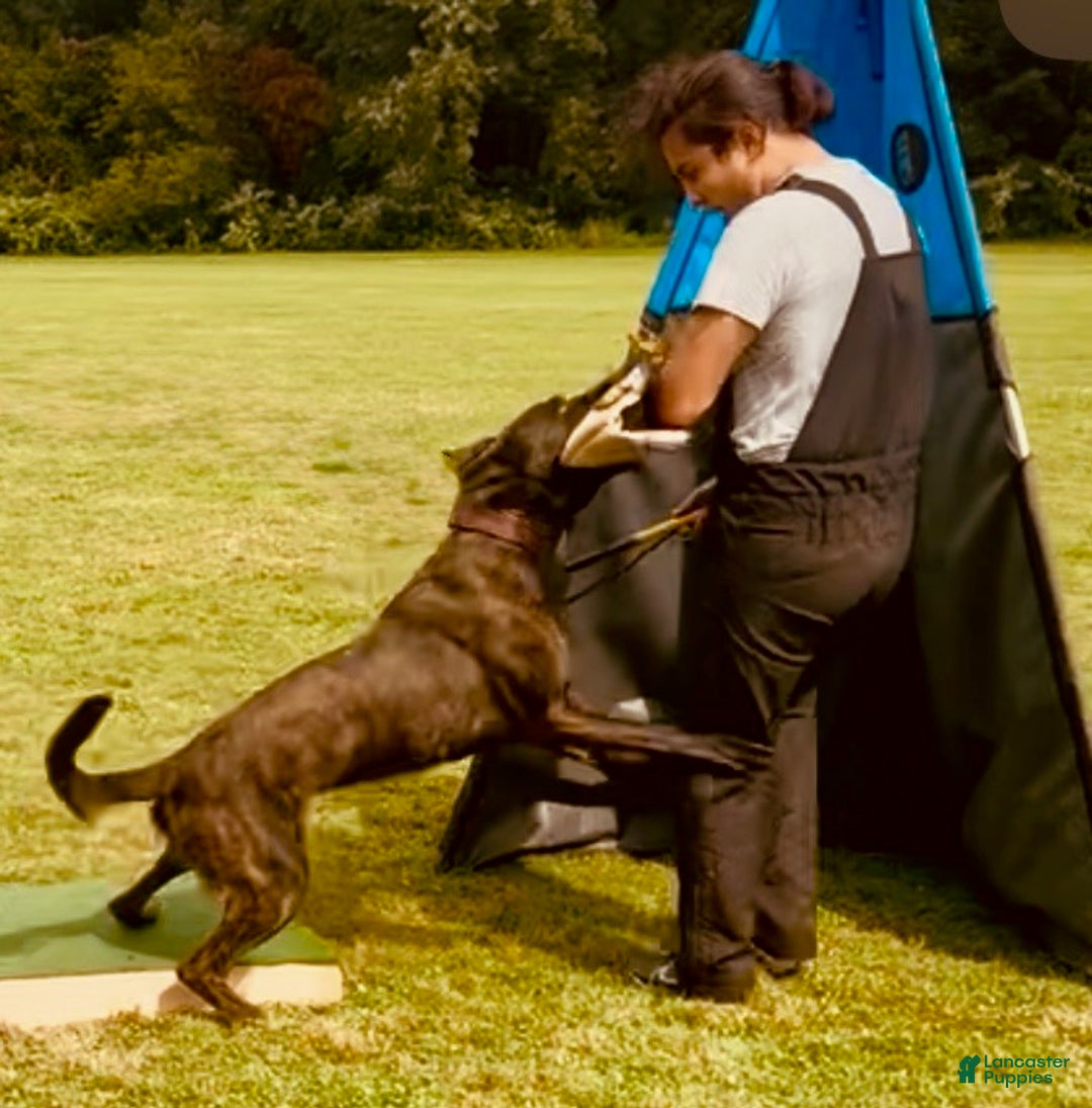 Mixed Breed dogs for sale: Red Collar- Female Fawn - Ad 4