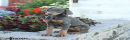 Mixed Breed dogs for sale: Fancy - Ad 5