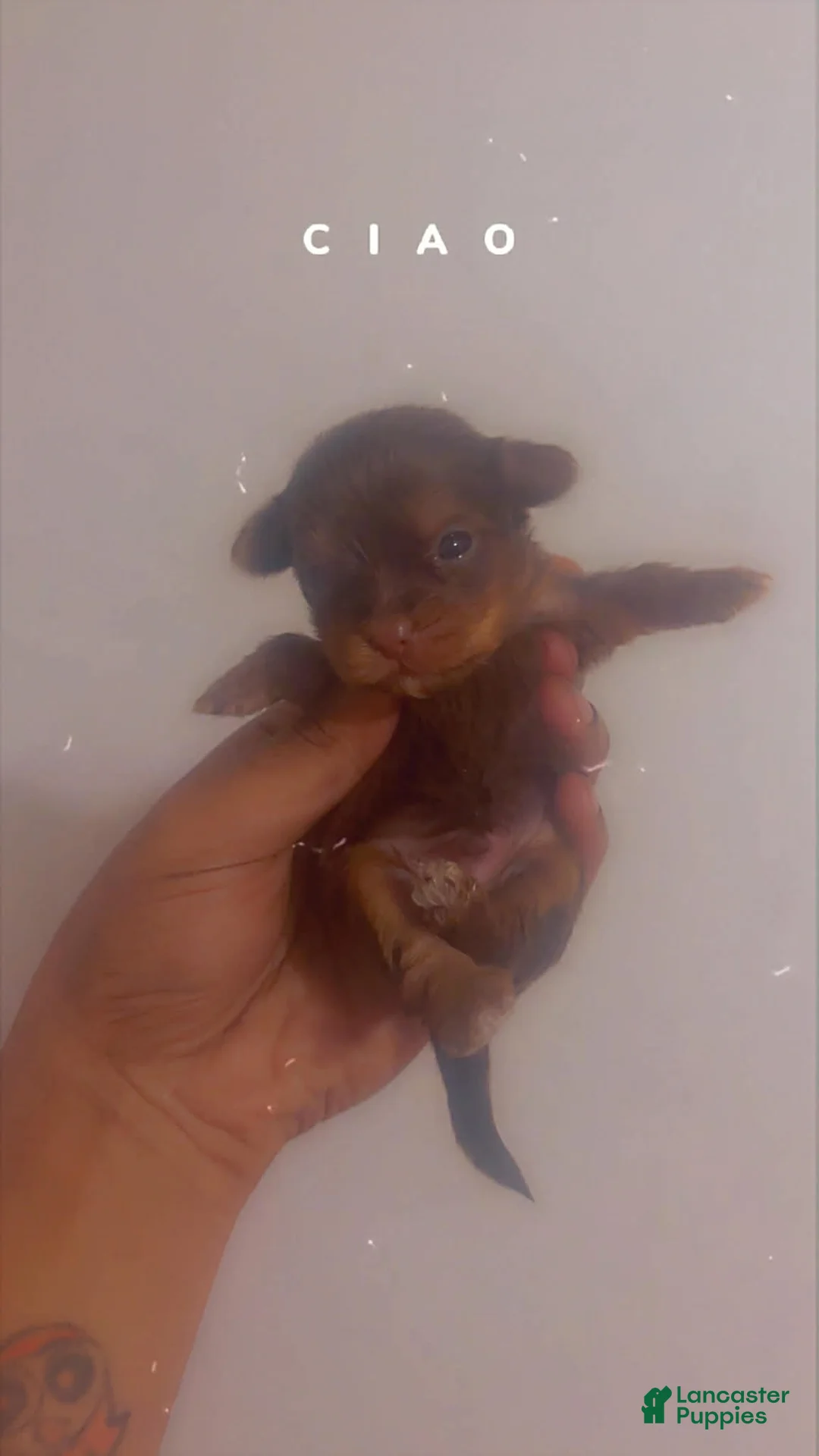 Yorkshire Terrier dogs for sale: Yorkshire Terrier Puppy 2 - Ad 1