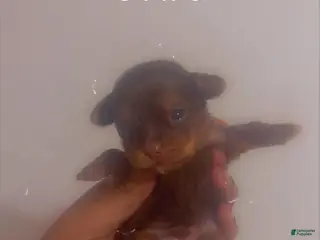 Yorkshire Terrier dogs Yorkshire Terrier Puppy 2 - Ad 27