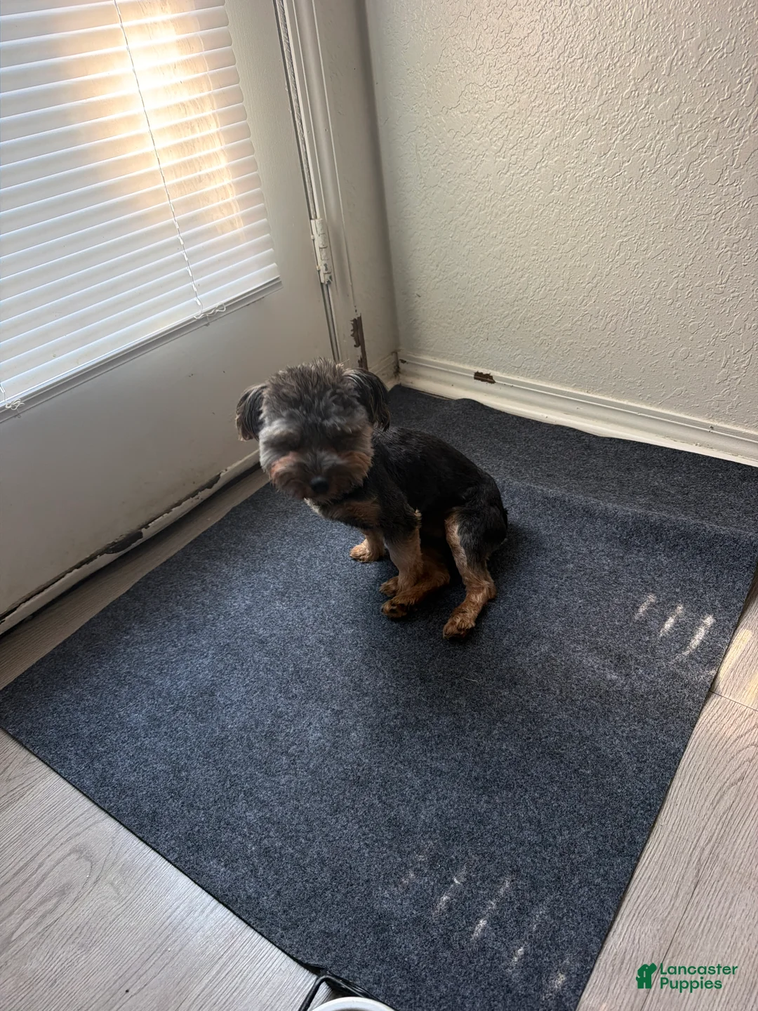Morkie dogs for sale: Kash - Ad 2
