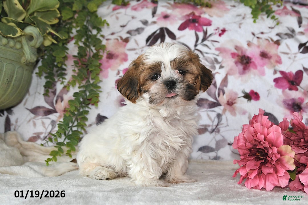 Shih Tzu dogs for sale: Jenna - Ad 1