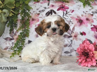 Shih Tzu dogs Jenna - Ad 28