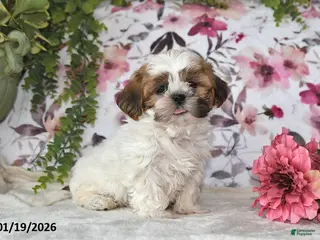 Shih Tzu dogs Jenna - Ad 1