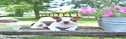 Boston Terrier dogs for sale: King - Ad 4