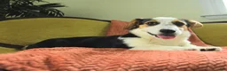 Welsh Corgi Pembroke dogs for sale: Tiffany - Ad 3