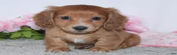 Miniature Dachshund dogs for sale: Ivana - Ad 2