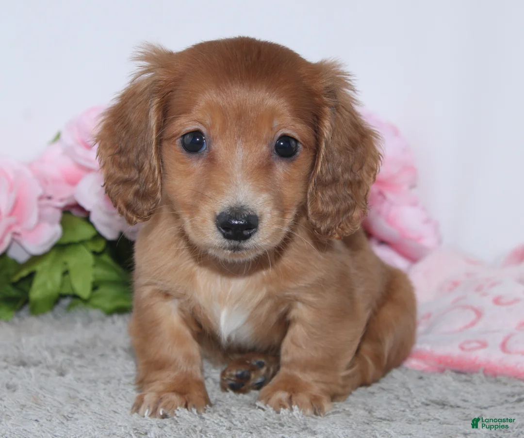 Miniature Dachshund dogs for sale: Ivana - Ad 2