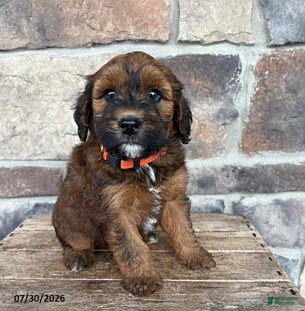 Whoodle dogs Mae - Ad 1