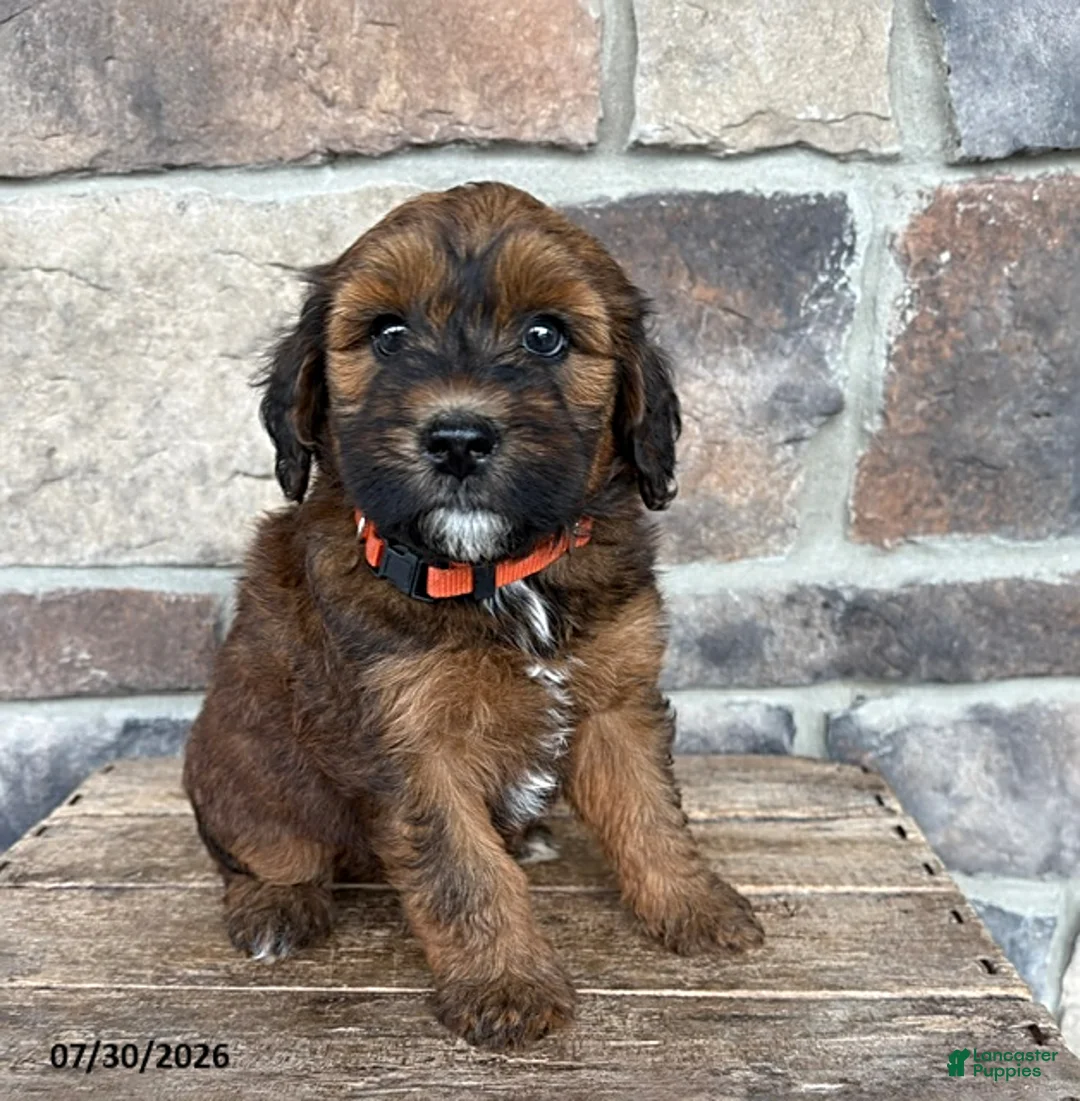 Whoodle dogs for sale: Mae - Ad 1
