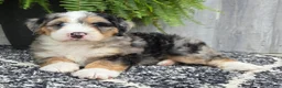 Mini Bernedoodle dogs for sale: Mini Zues - Ad 13