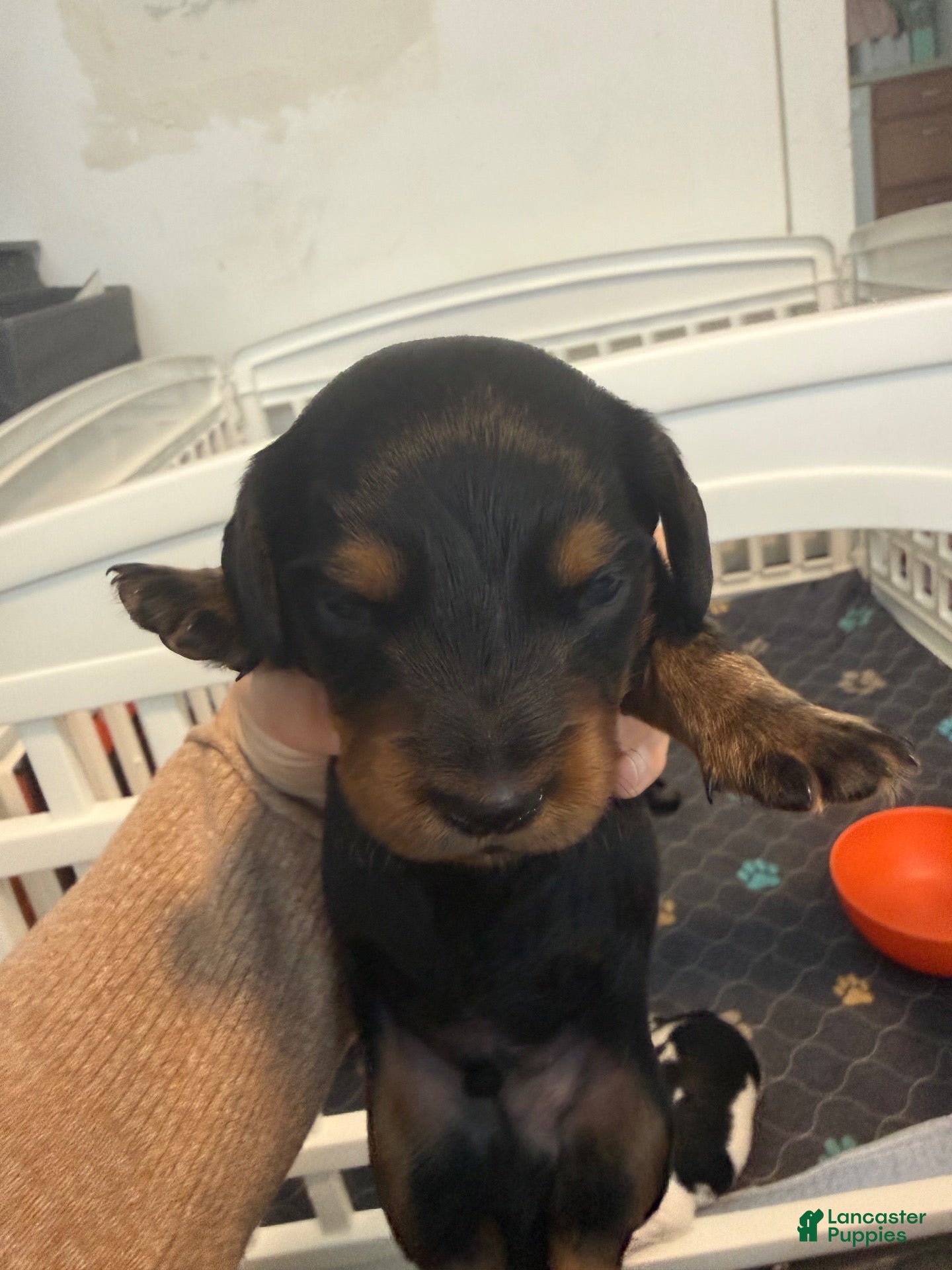 Miniature Dachshund dogs Miniature Dachshund 1 - Ad 29