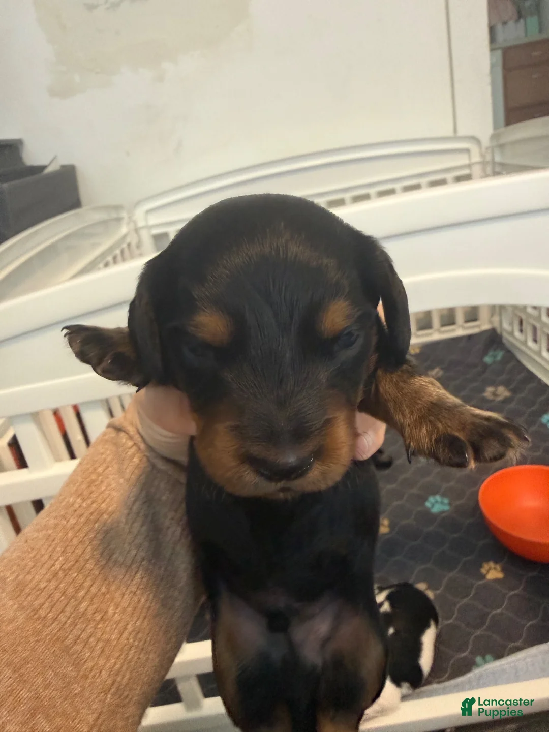 Miniature Dachshund dogs for sale: Miniature Dachshund 1 - Ad 1