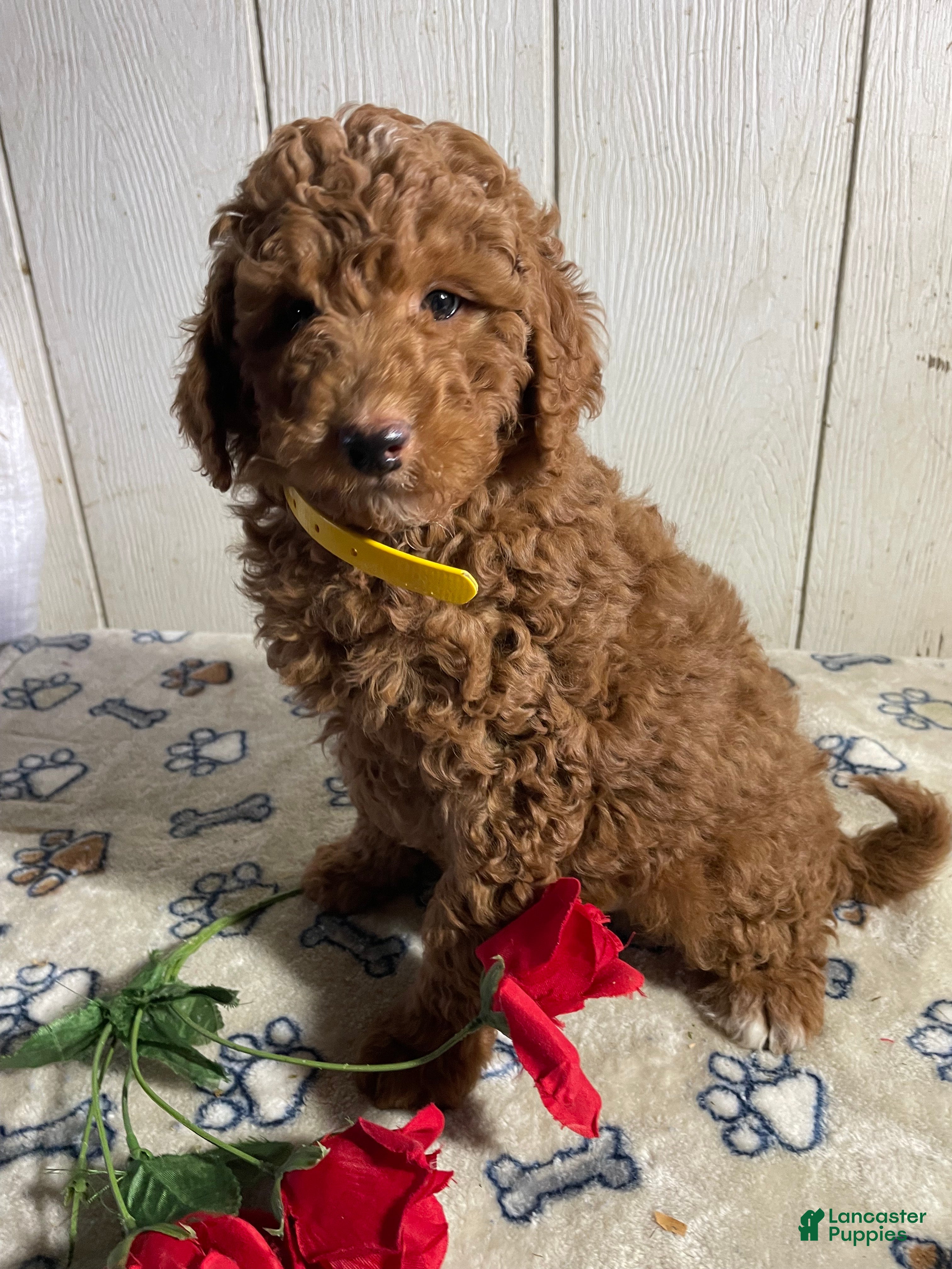 Mini Goldendoodle dogs Morris - Ad 38