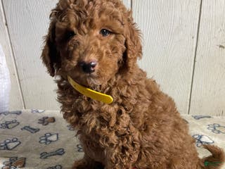 Mini Goldendoodle dogs Morris - Ad 38