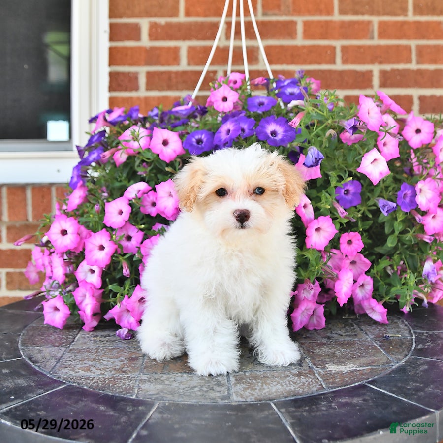 Maltipoo dogs Suni - Ad 1