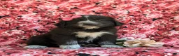 Mixed Breed dogs for sale: Morissa - Ad 3