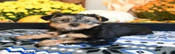 Shorkie dogs for sale: Taffy - Ad 4