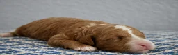 Mini Goldendoodle dogs for sale: Willow - Ad 2