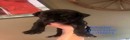 Great Dane dogs for sale: Great Dane 1 - Ad 2