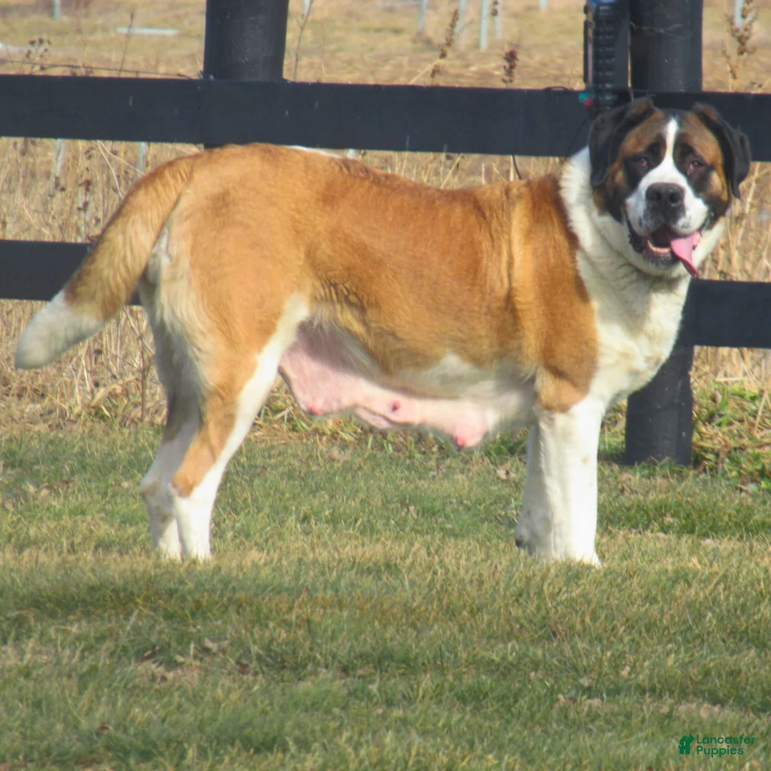 Saint Bernard dogs for sale: Della  - Ad 3