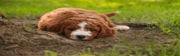 Cavapoo dogs for sale: Blaise Cavapoo  - Ad 11